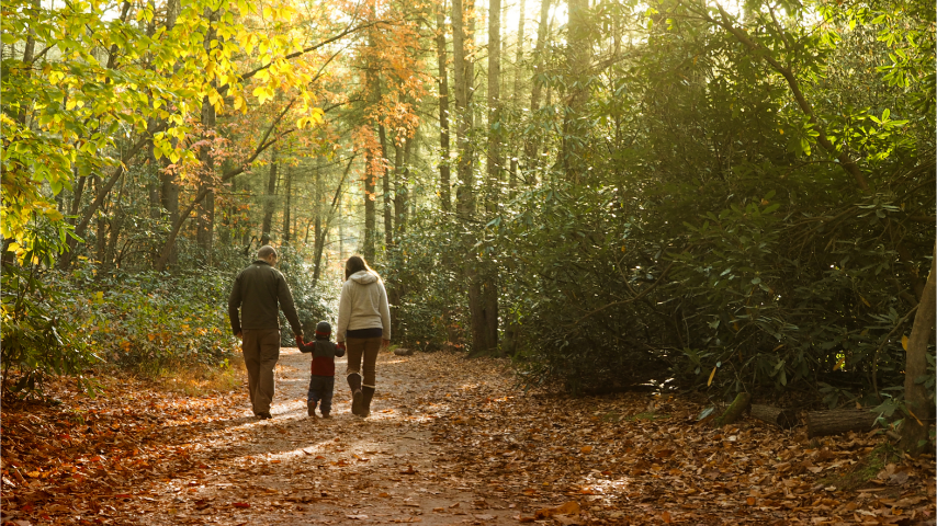 Wald wandern